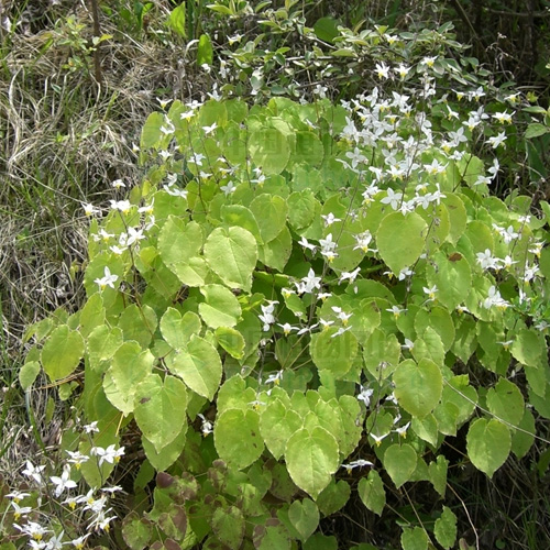 1628682600263235.jpg 淫羊藿.jpg